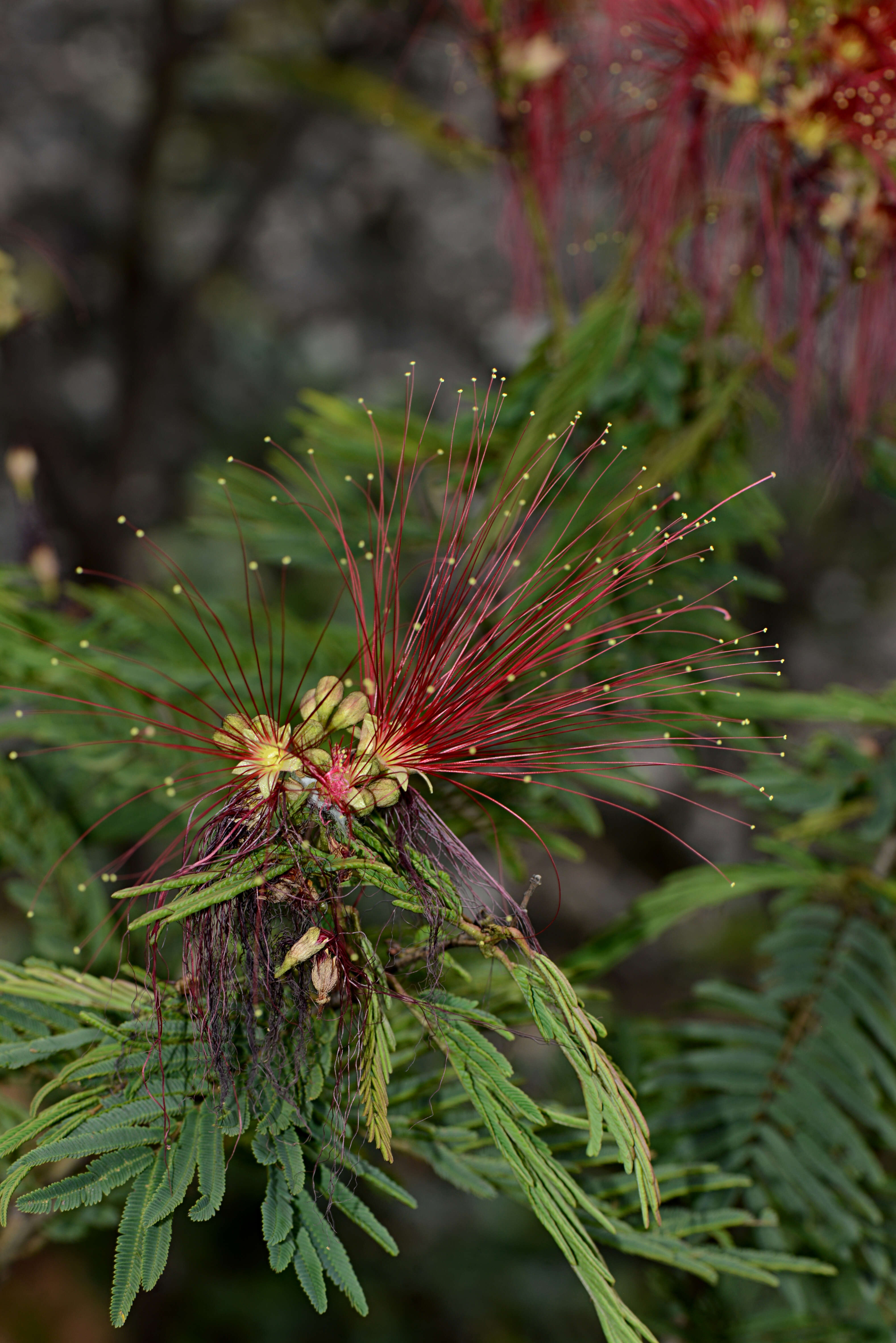 Image of Calliandra houstoniana var. anomala (Kunth) Barneby