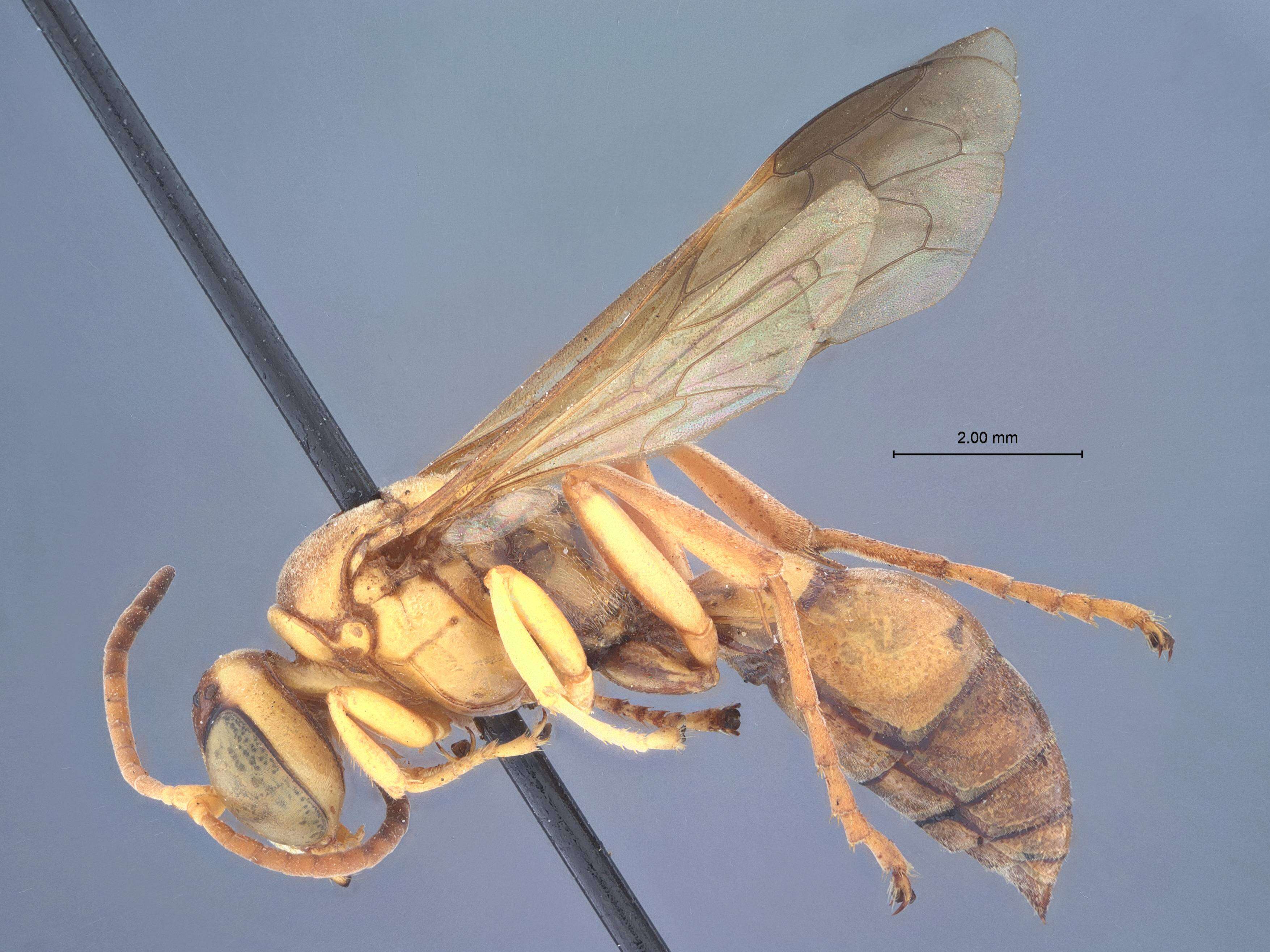 Image of Gorytes imperialis (R. Bohart 1969)