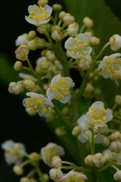 Image de Saurauia yasicae Loes.