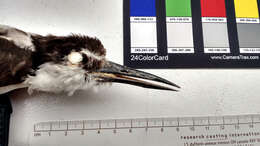 Image of Bridled Tern