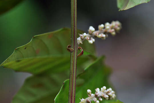 Image of Paullinia imberbis L. Radlk.