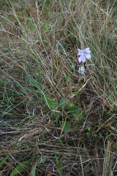 Image de Pinguicula caerulea Walt.