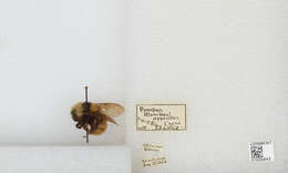 Слика од Bombus appositus Cresson 1879