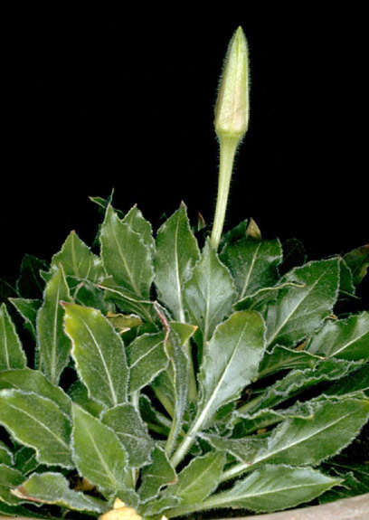 Oenothera cespitosa subsp. navajoensis W. L. Wagner, R. E. Stockhouse & W. M. Klein resmi