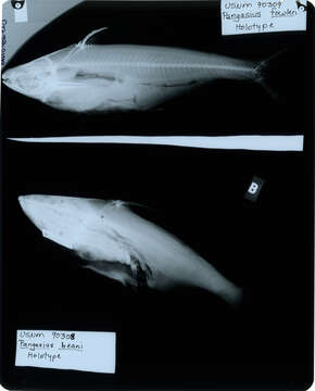 Image of Pangasius fowleri Smith 1931