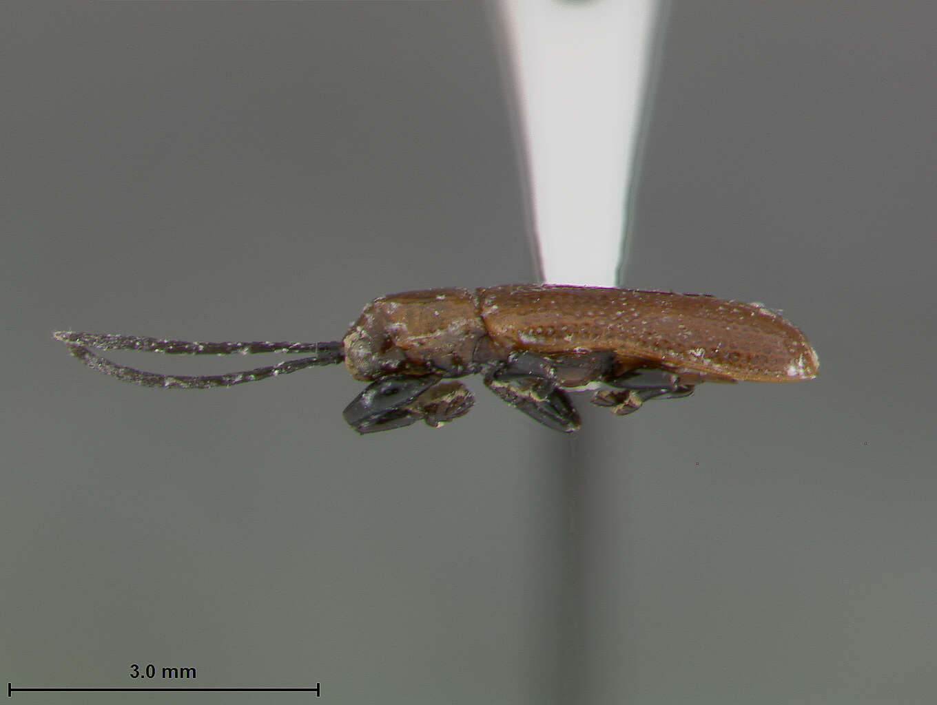 Image of Cephaloleia cylindrica Staines 1996