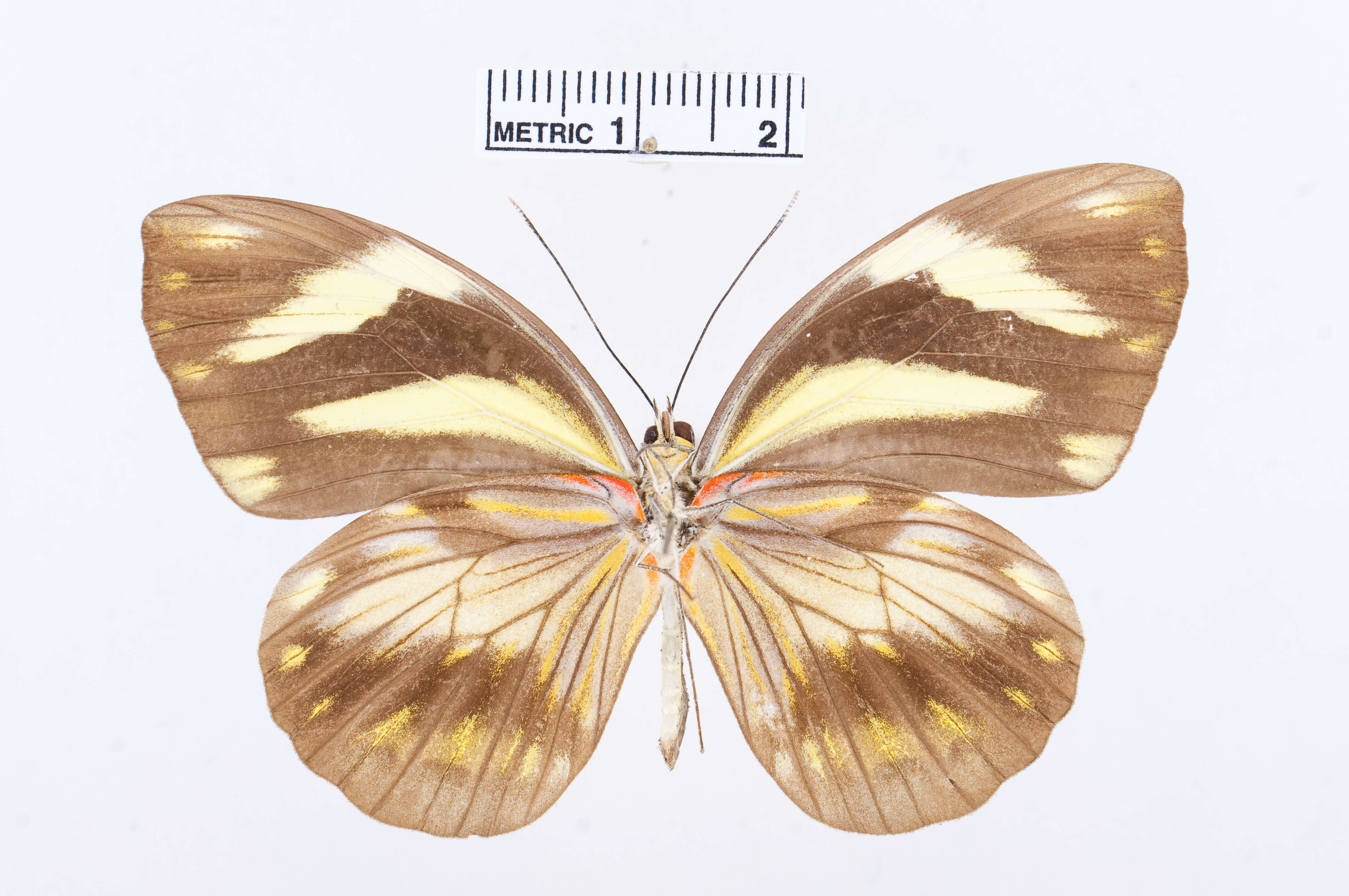 Image of Pieriballia viardi (Boisduval 1836)