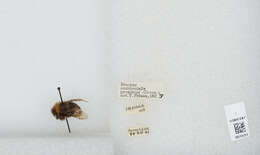 Слика од Bombus occidentalis Greene 1858