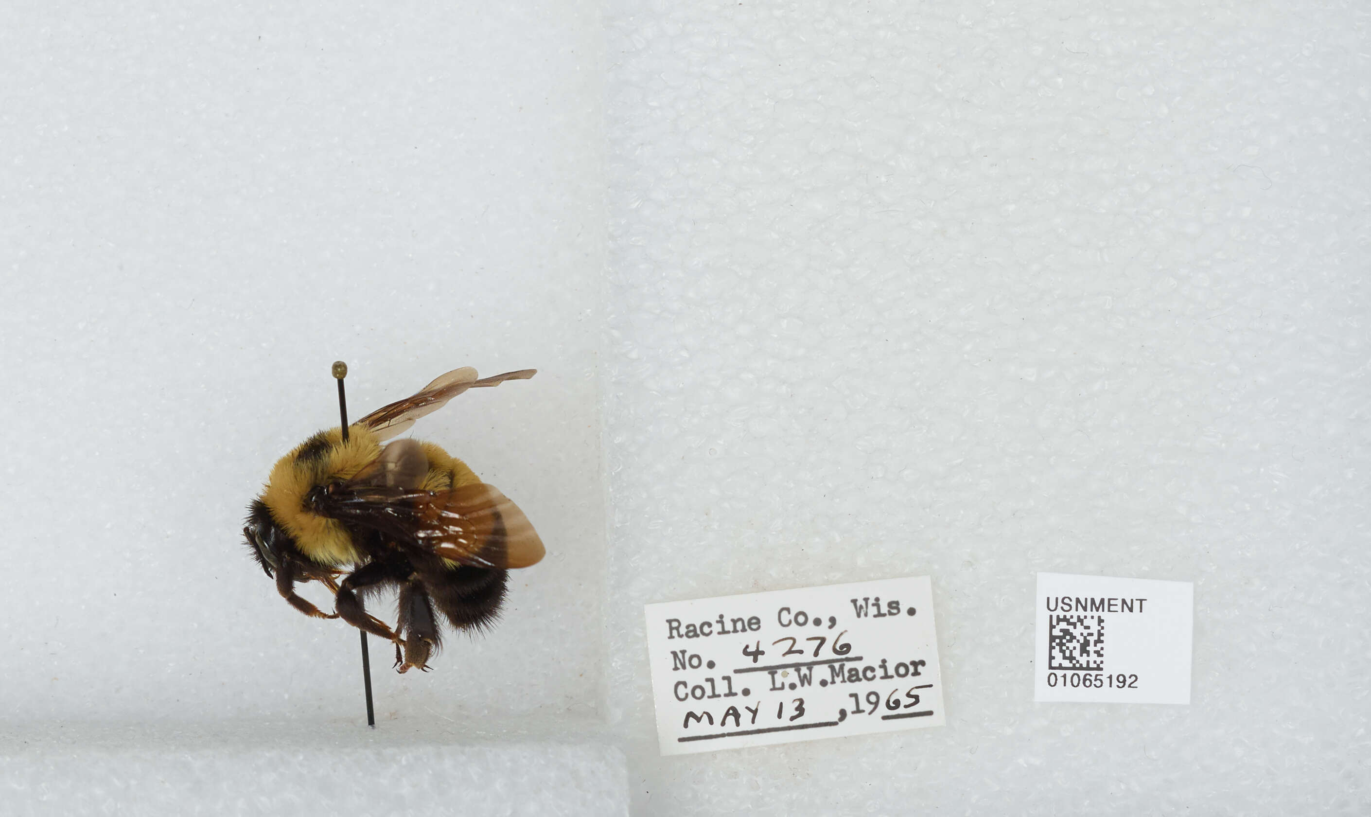 Слика од Bombus affinis Cresson 1864