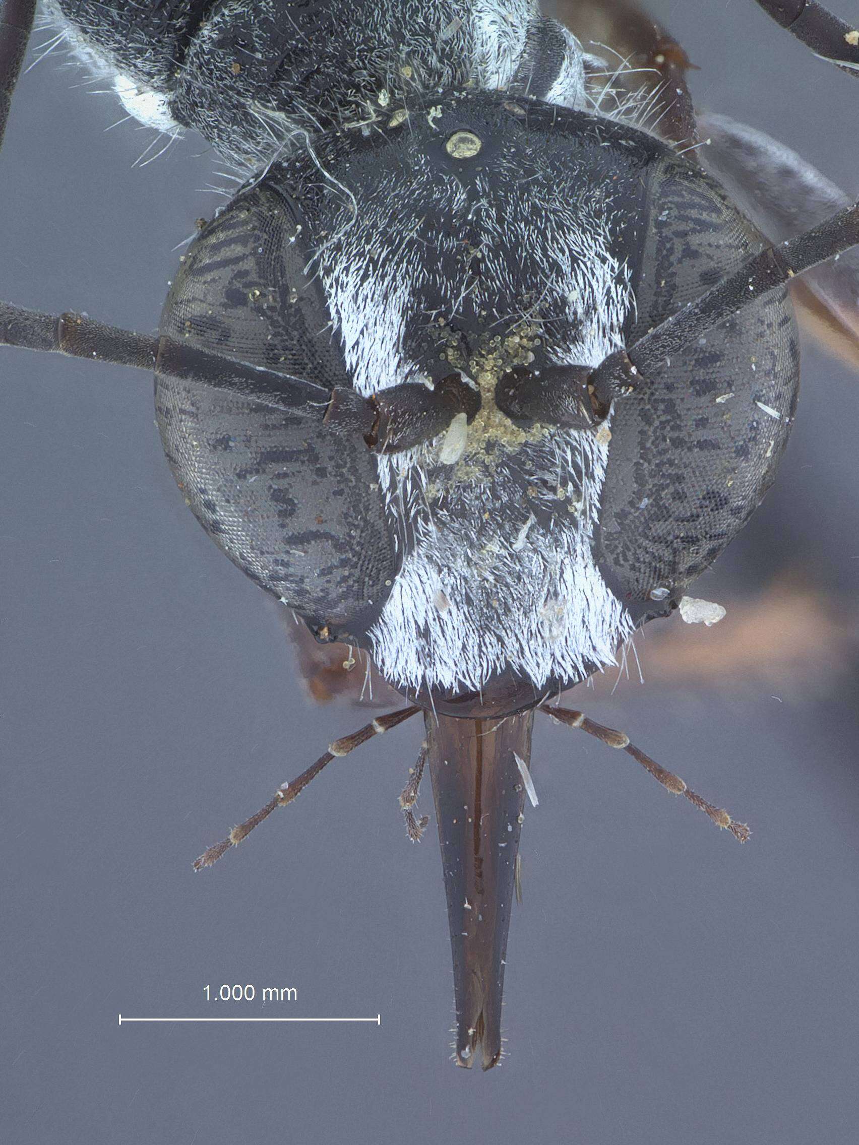 Image de Ammophila unita Menke 1966
