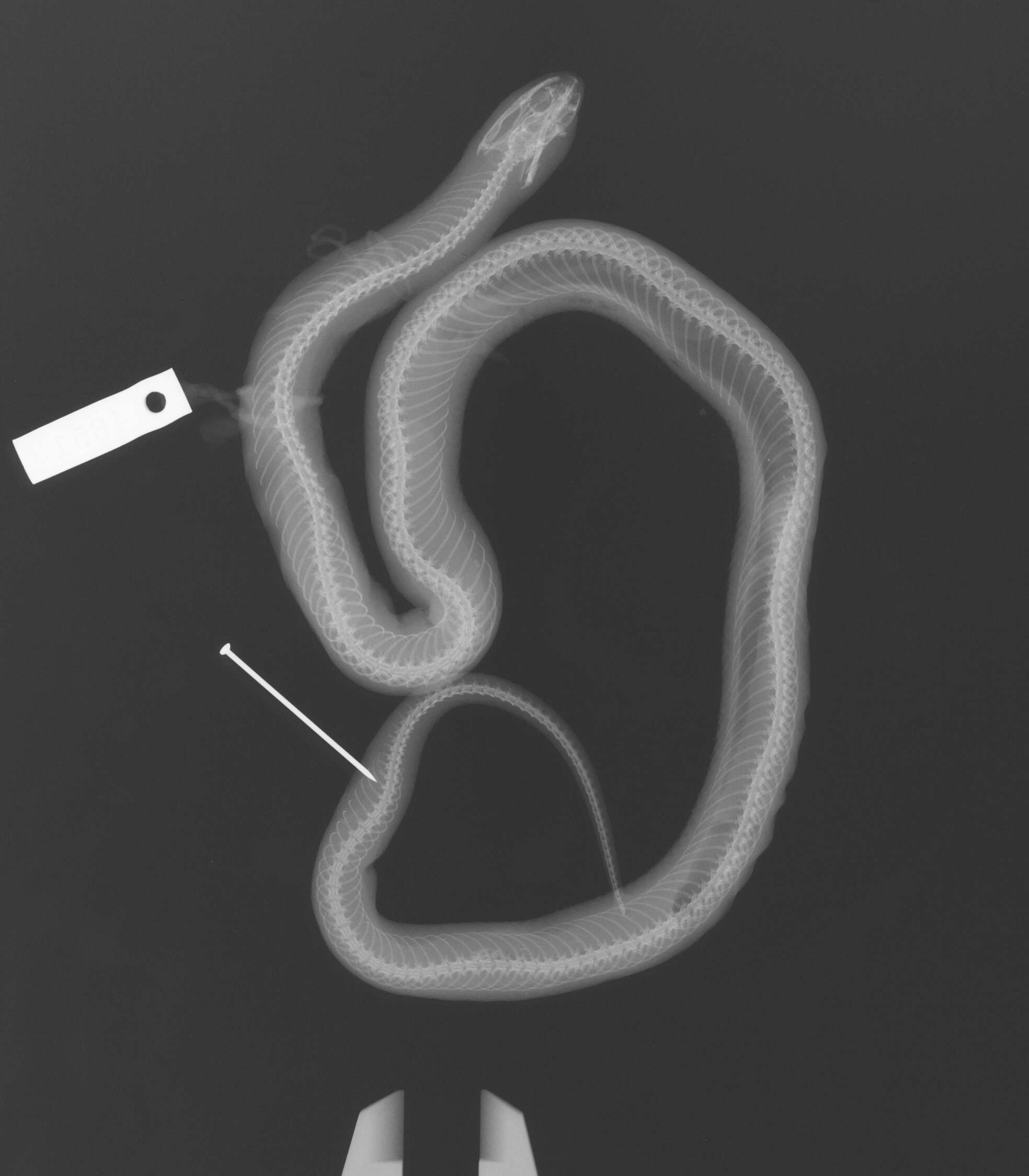 Image of Night Snake