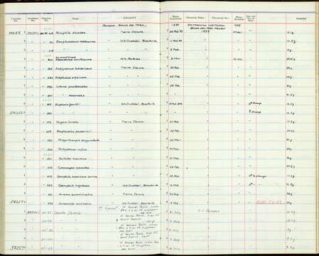 Plancia ëd Arremonops conirostris (Bonaparte 1850)