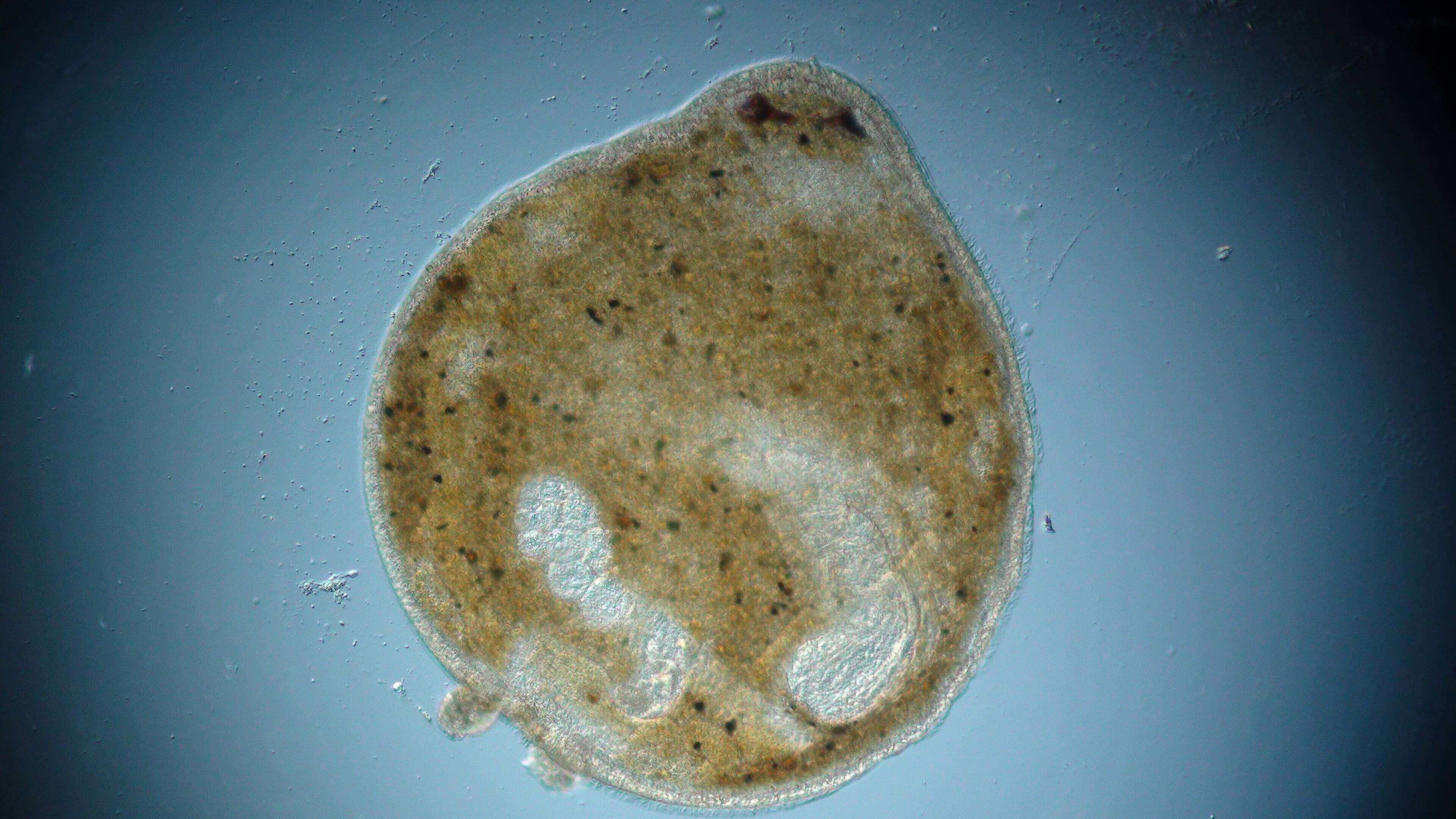 Image of Solenopharyngidae