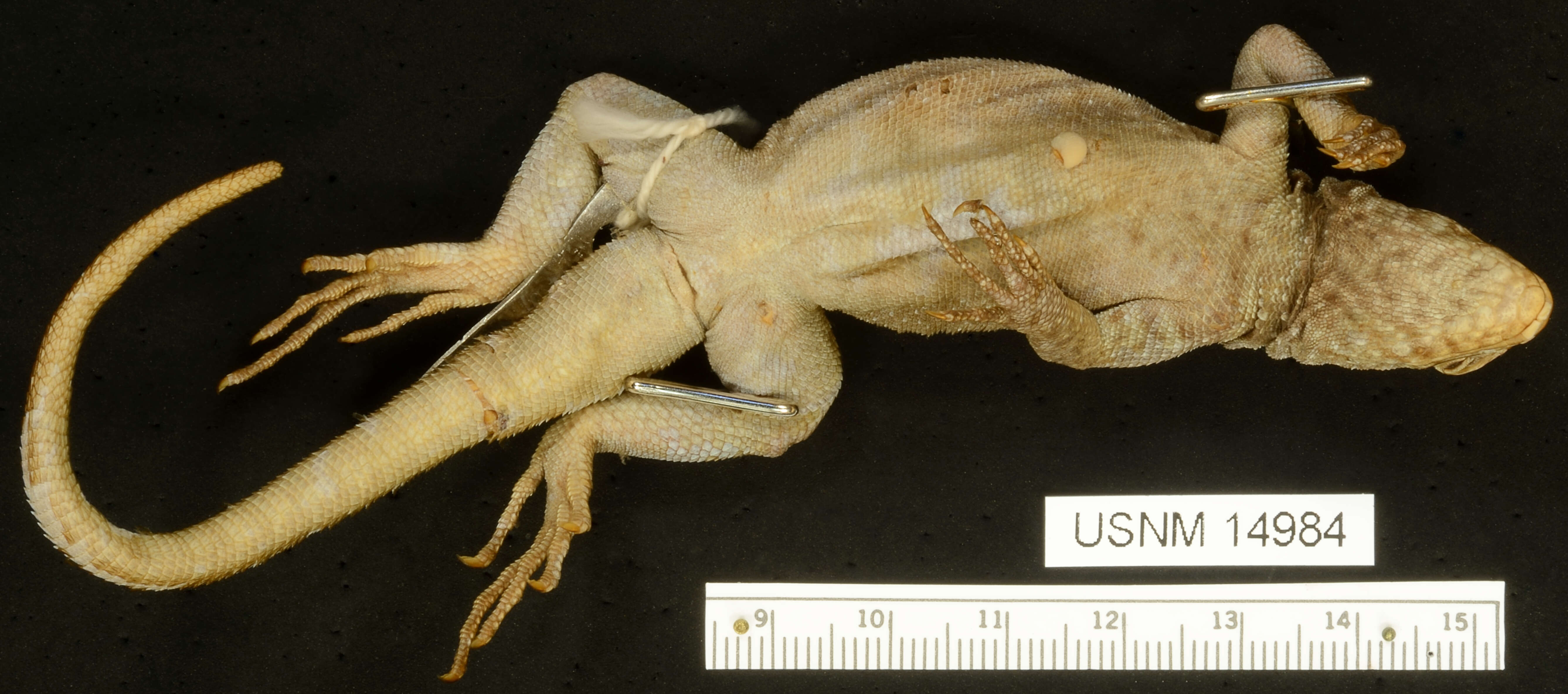 Image of Common Pacific Iguana