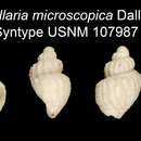 Image of Cancellaria microscopica Dall 1889