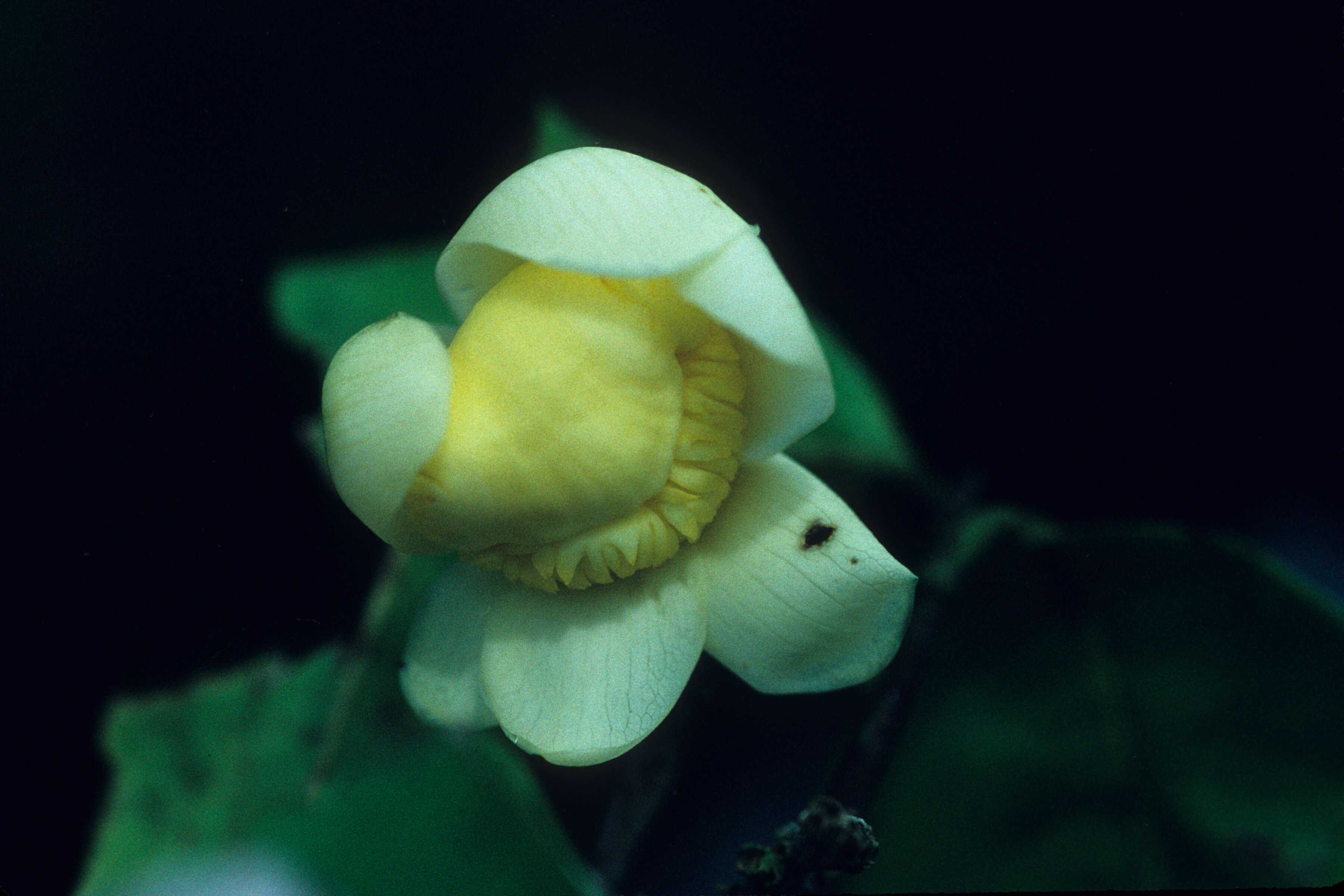 Image of Eschweilera pedicellata (Rich.) S. A. Mori