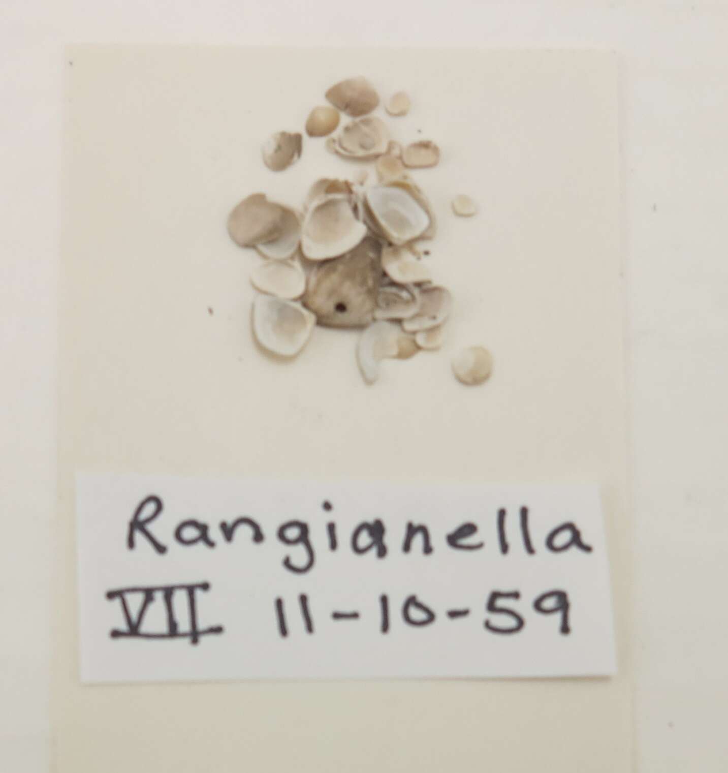 Image of Rangia Desmoulins 1832