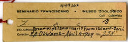 Image of Zenaida auriculata caucae Chapman 1922