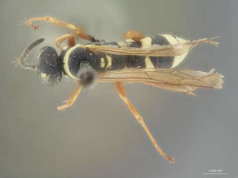 Image of Ceropales maculata rhodomerus Townes 1957