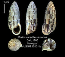 Image of <i>Cerion variabile saurodon</i> Dall