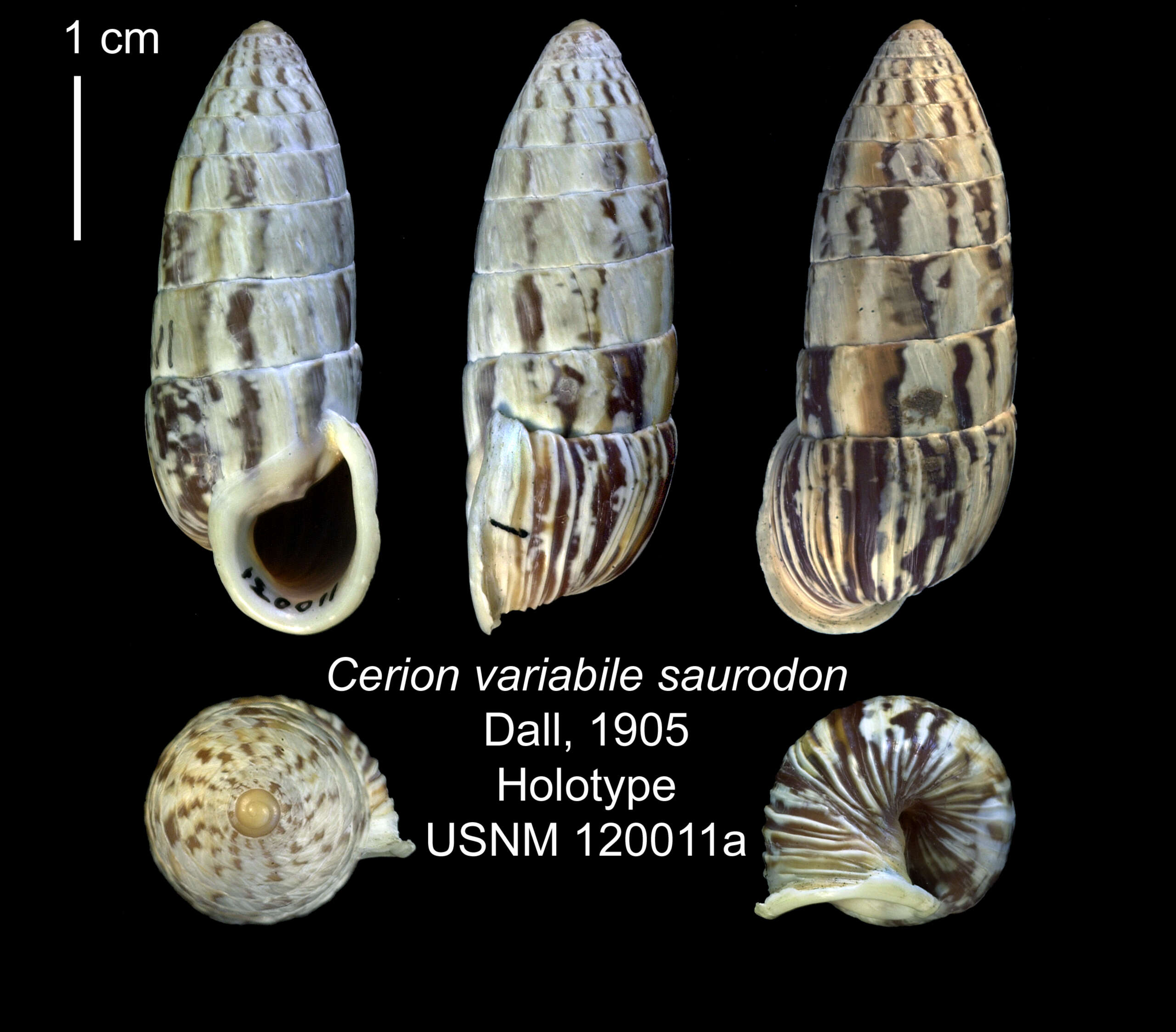 Image of <i>Cerion variabile saurodon</i> Dall