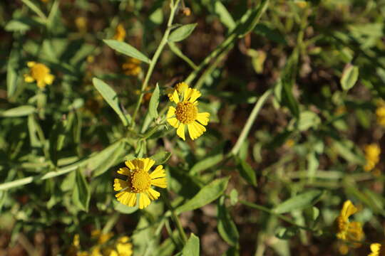 Image of common sneezeweed