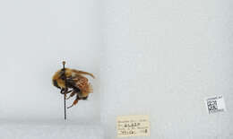 Слика од Bombus huntii Greene 1860