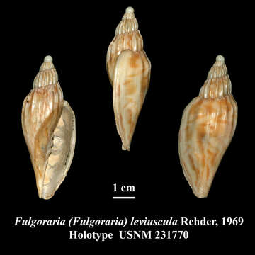 Image of Fulgoraria leviuscula Rehder 1969