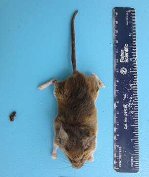 Image of White-footed Deermouse