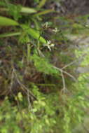 Plancia ëd Dianella ensifolia (L.) Redouté