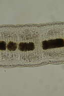 Image of Claudrilus ovarium (Di Domenico, Martínez, Lana & Worsaae 2013)