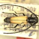 صورة Apagomera aereiventris (Tippmann 1960)