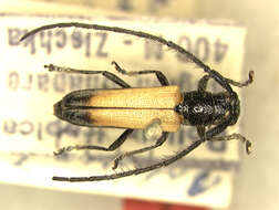 صورة Apagomera aereiventris (Tippmann 1960)