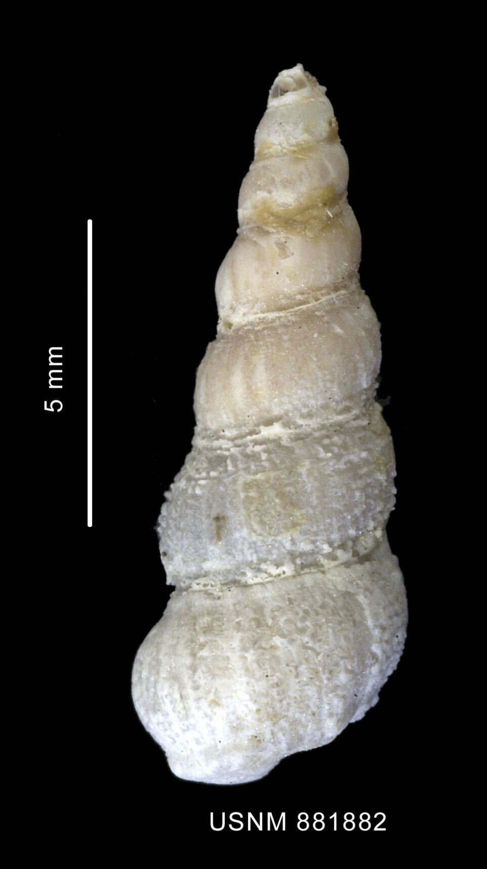 Image of Gregorioiscala annectens (Powell 1951)