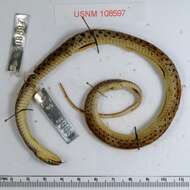 Image of Checkered Garter Snake