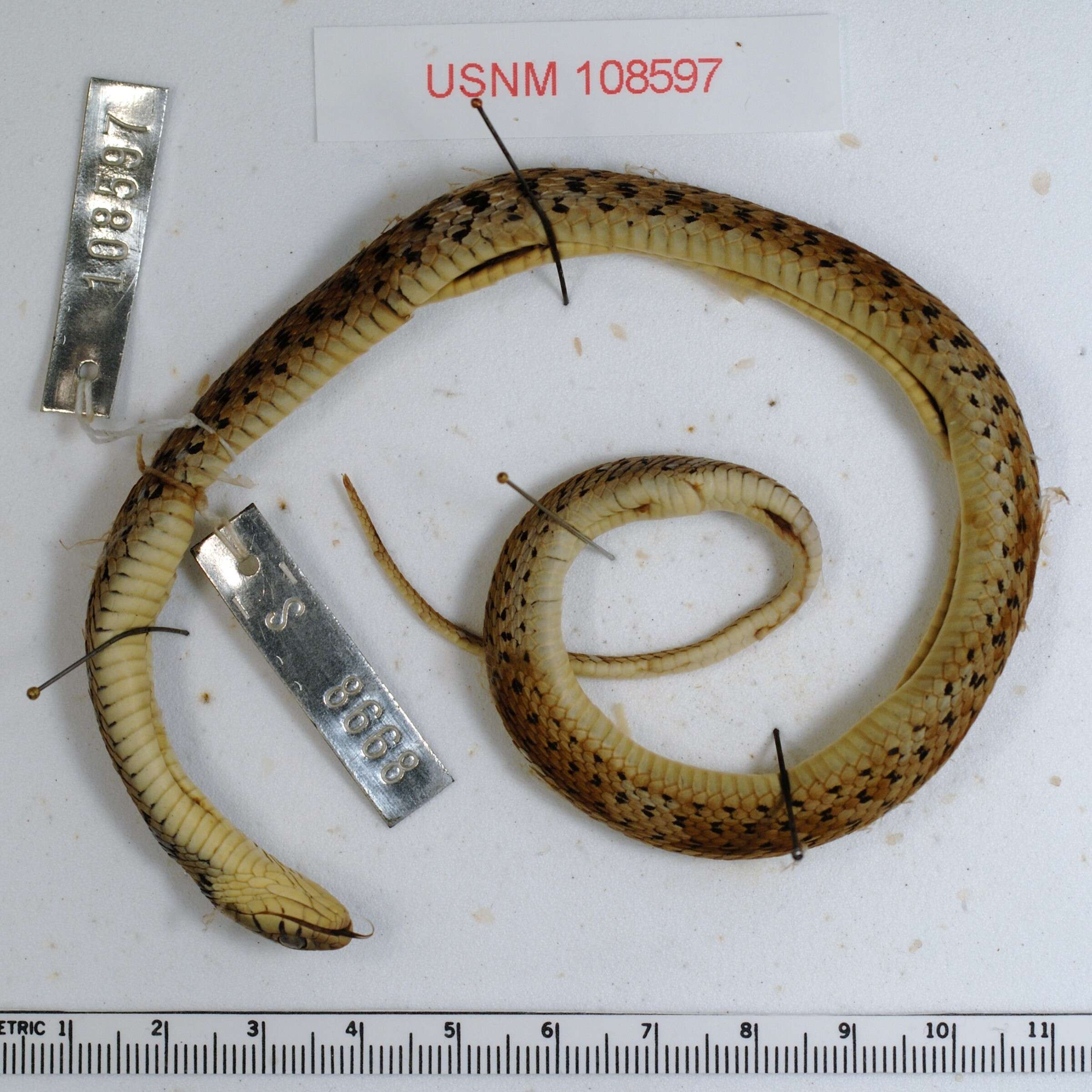 Image de Thamnophis marcianus (Baird & Girard 1853)