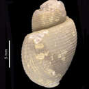 Image of Spikebuccinum stephaniae Harasewych & Kantor 2004