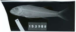 Image of Short-fin goatfish