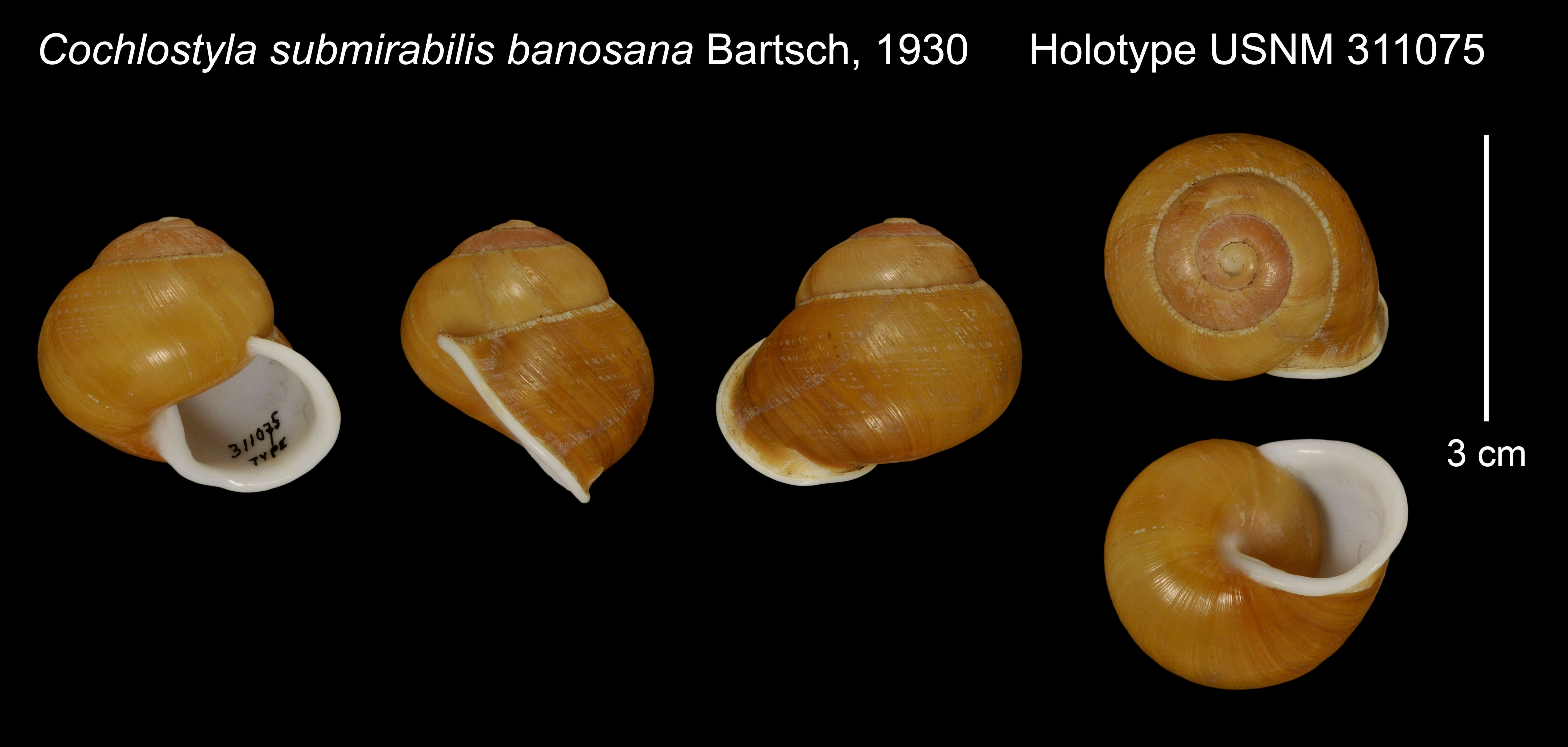 Image of Cochlostyla submirabilis banosana Bartsch