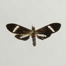 Image de Aclytia albistriga Schaus 1910