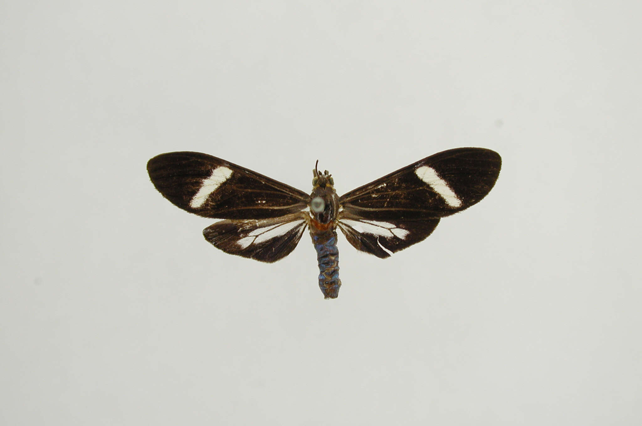 Image de Aclytia albistriga Schaus 1910