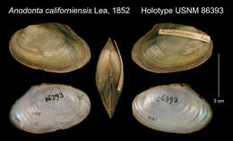 Imagem de Anodonta californiensis I. Lea 1852