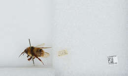 Image of Bombus ignitus Smith 1869