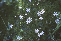 Image of moss campion