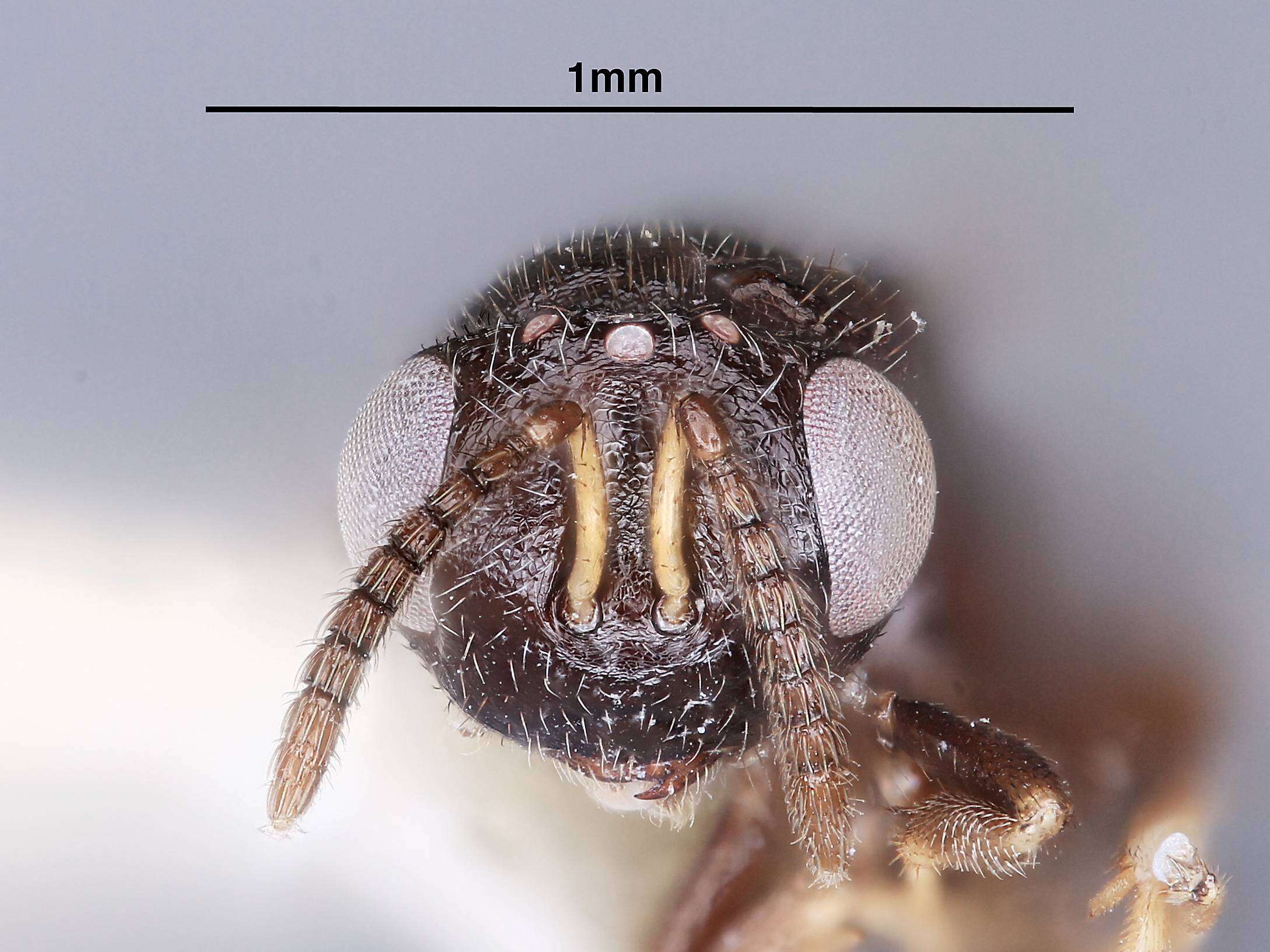 Image of Tanaostigmodes madrensis La Salle 1987