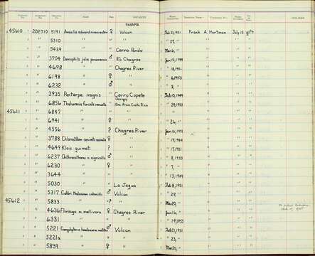 Image of Campylopterus hemileucurus mellitus Bangs 1902