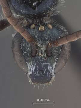 Image of Halictus