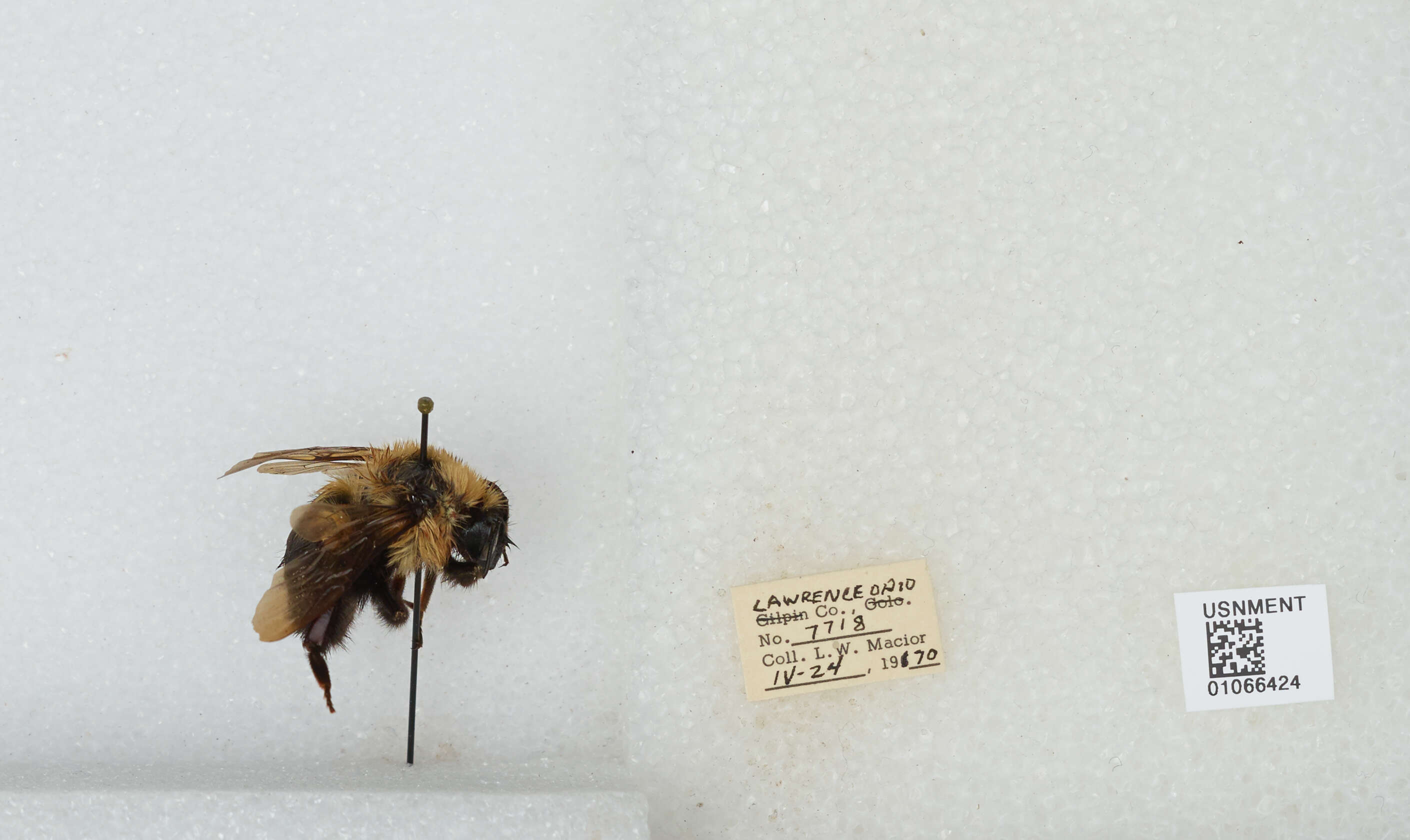 Image of Two-spotted Bumblebee