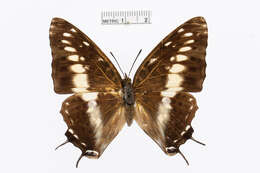 Imagem de Charaxes etesipe Godart 1824