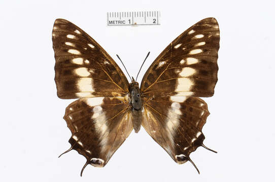 Charaxes etesipe Godart 1824的圖片